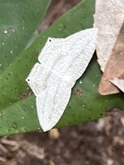 Acropteris ciniferaria