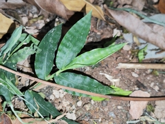 Oplismenus compositus