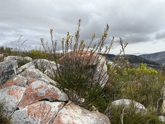 Osteospermum junceum