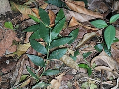 Oplismenus compositus