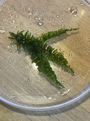 Homalothecium sericeum