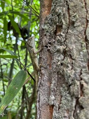 Calotes emma