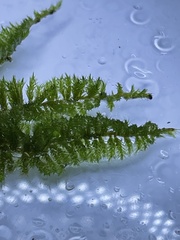 Homalothecium sericeum