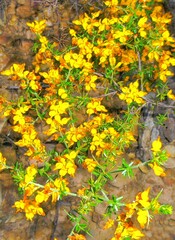 Genista triacanthos