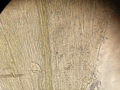 Homalothecium sericeum