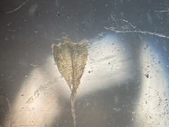 Homalothecium sericeum