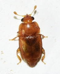 Epuraea luteola