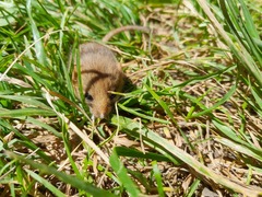 Muscardinus avellanarius