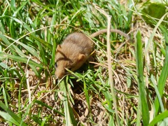 Muscardinus avellanarius