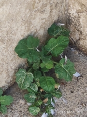 Hyoscyamus albus