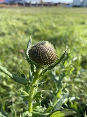 Cirsium serrulatum