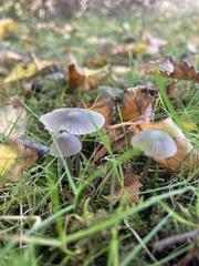 Mycena pura