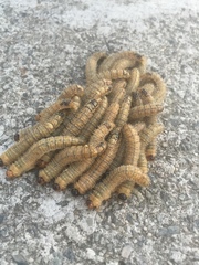 Perga affinis