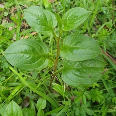 Hackelia latifolia