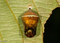 Danaus chrysippus