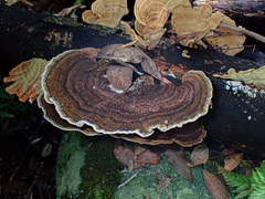 Hexagonia tenuis