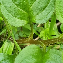 Hackelia latifolia