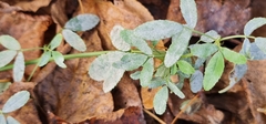 Erysiphaceae