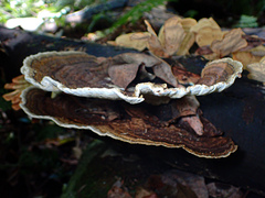 Hexagonia tenuis