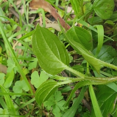 Hackelia latifolia