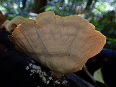 Stereum versicolor