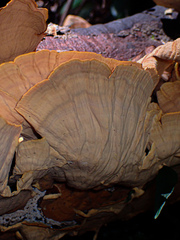 Stereum versicolor