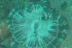 Stichodactyla haddoni