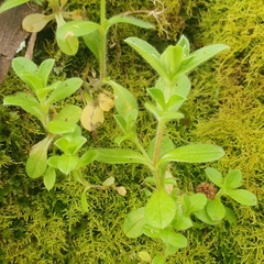 Cerastium glomeratum