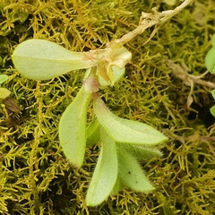 Cerastium glomeratum