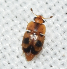 Epuraea ocularis