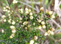 Cryptandra tomentosa