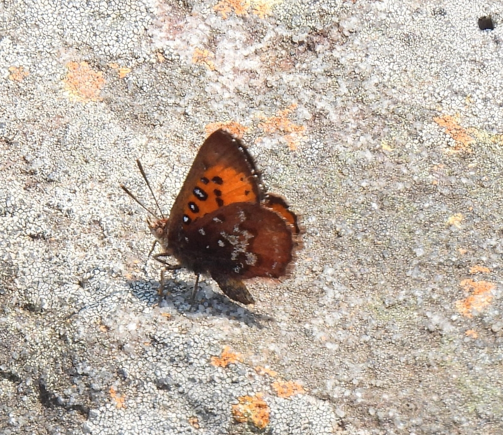Aloeides nubilus