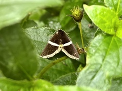Fodina