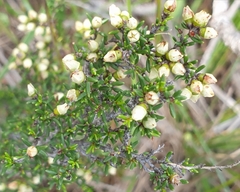 Cryptandra tomentosa