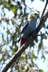 Platycercus adscitus