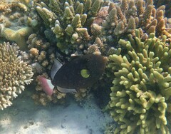 Melichthys vidua