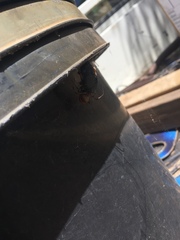 Latrodectus hasselti