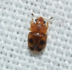 Epuraea ocularis