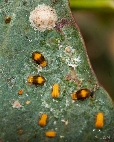 Red Gum Lerp Psyllid