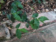 Oplismenus compositus