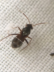 Pilophorus perplexus