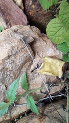 Camponotus compressus