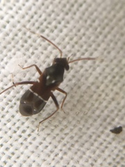 Pilophorus perplexus