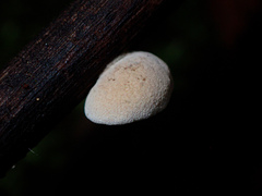 Crepidotaceae
