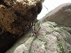 Graphium macleayanus