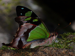 Graphium macleayanus