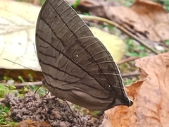 Amathuxidia amythaon