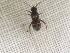 Pilophorus perplexus