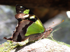 Graphium macleayanus