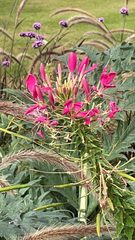 Cleome houtteana